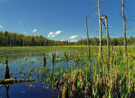 Free Images Landscape Tree Water Nature Marsh Swamp Field