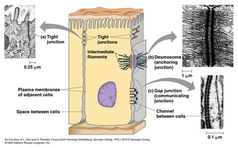 Animal Tissue Diagram - BELAJAR IPA BERSAMA