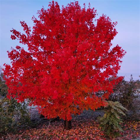 Acer Rubrum Fairview Flame érable Rouge