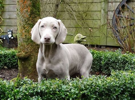 What Dog Breed is Nicknamed the Grey Ghost? - Dog Discoveries