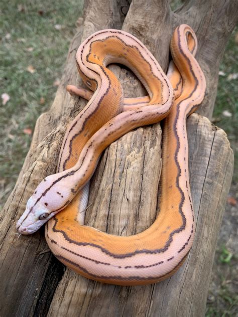 Orange Glow Motley Sunfire Tiger Reticulated Python By Scale House Morphmarket