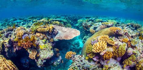 Photos From Australia's Great Barrier Reef [PICTURES] - Business Insider