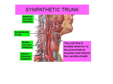 Lec 9 Superficial Structures Of Head Neck Scalp Copy Ppt