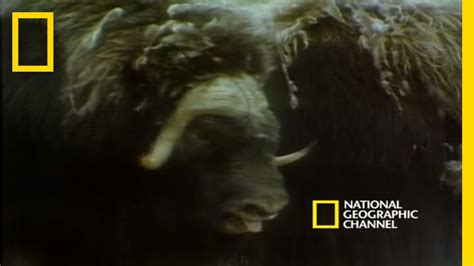 Musk Oxen Vs Arctic Wolves National Geographic Youtube