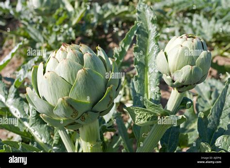 Edible Buds Of Globe Artichoke Cynara Scolymus Brittany France Stock