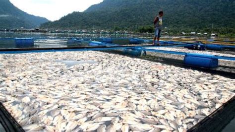 Agam Punya Konservasi Ikan Endemik Sumbarsatu