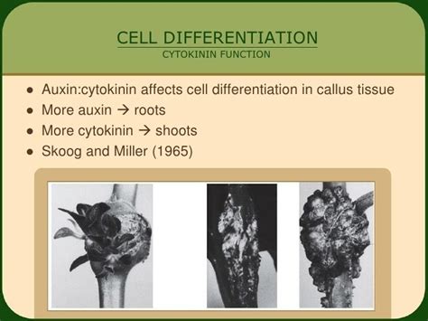 Cytokinin Alchetron The Free Social Encyclopedia