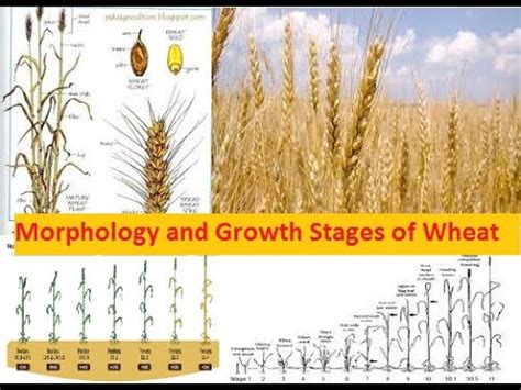 Morphology And Growth Stages Of Wheat Crown Root Initiation Tillering