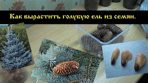 Как вырастить голубую ель из семян. - YouTube