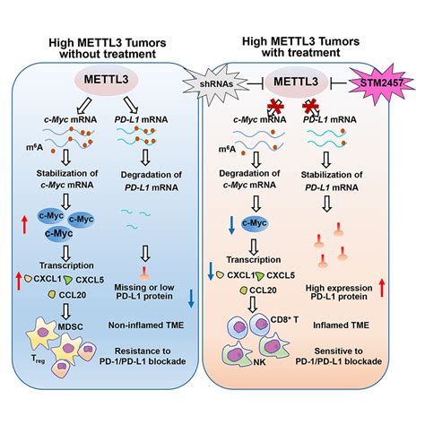 Targeting Mettl3 Reprograms The Tumor Microenvironment To Improve Cancer Immunotherapy Cell