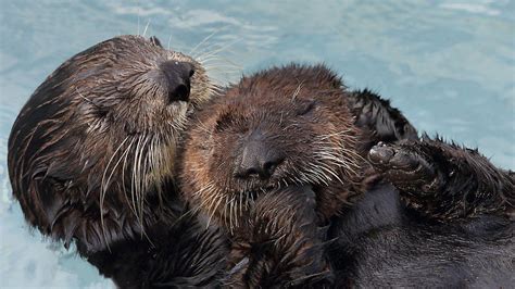 Abby A Sea Otter In San Diego Known As Super Mom