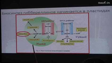 Лекция 8. Функции цитокининов. Гиббереллины | Открытые видеолекции ...