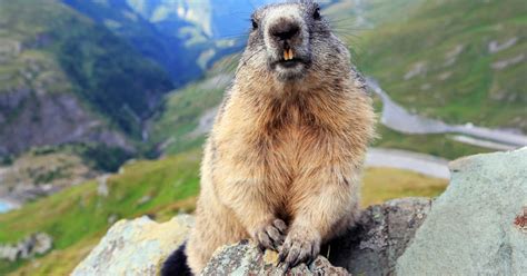 Mischievous Marmot Won't Stop Stealing Man's Snacks And It's Hilarious ...