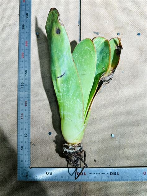 Yahooオークション K2 希少 Aloe Haemanthifolia Kumara 眉刷毛錦