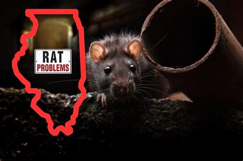 Illinois City Takes Lead As Most Rat Infested City In The Nation