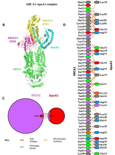 Molecular Docking Analysis Of Abca1 A Bound With Fucoidan Magnified