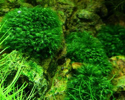 Fissidens Fontanus Tropica Portion Aquarium Moss Aquarium Mosses