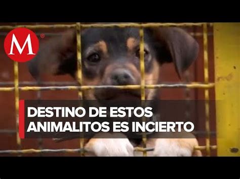 Tras Incendio Solicitan Ayuda En Refugio De Perros Y Gatos De CEDA