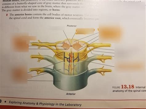 Internal Anatomy Of Spinal Cord Diagram Quizlet