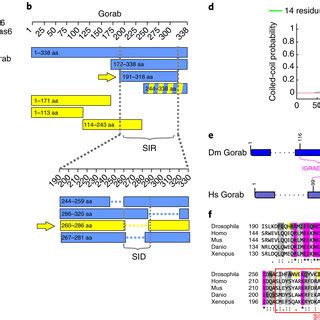 Domain Structure Of Gorab A In Vitro Interaction Of GST Sas6 And