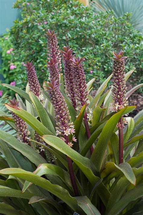 Pineapple Lily