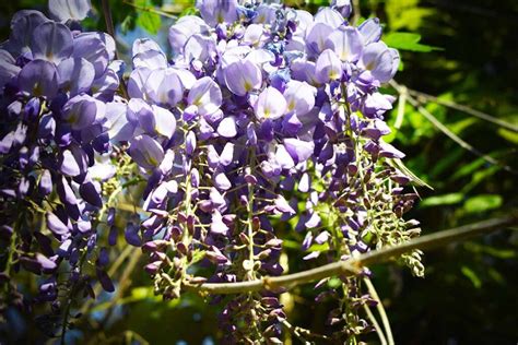 17 of the Best Wisteria Varieties | Gardener’s Path