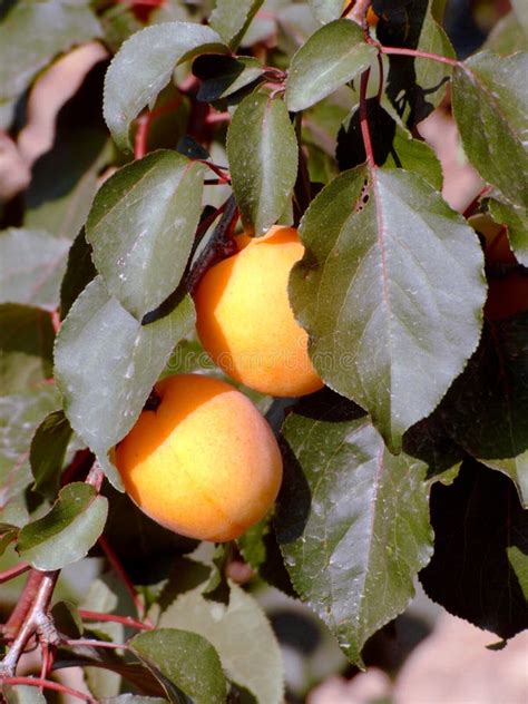 Apricot Leaves In Autumn Stock Photo Image Of Apricot 3419624