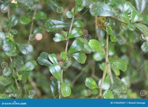 Ehretia Microphylla Synonym Carmona Retusa Also Known As The Fukien