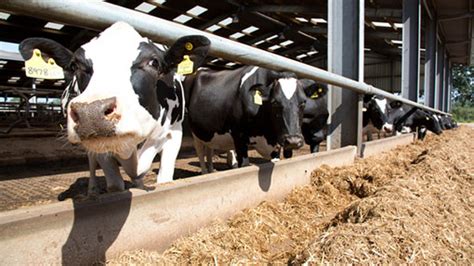 Dairy Farmers Warned About Overfeeding Protein Farmers Weekly