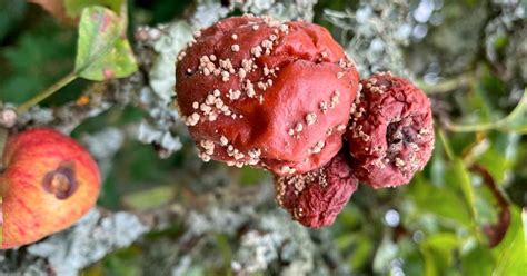 Je Perds Toutes Mes Pommes Elles Pourrissent Sur L Arbre Pourquoi