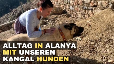 Alltag In Alanya Mit Unseren Kangal Hunden Youtube