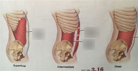 abdominal muscle Diagram | Quizlet