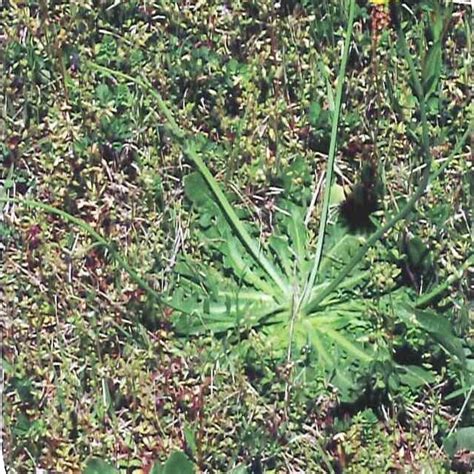 Florida Weed Identification Lawn Care Extraordinaire Since 1979