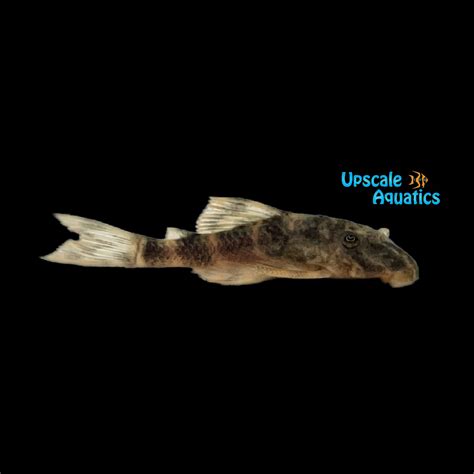 Plecostomus Pleco Upscale Aquatics