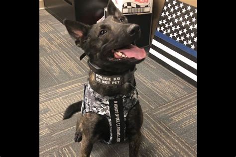 South Toms River Police K9 Loki Receives Body Armor Donation Jersey