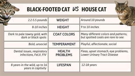 Black Footed Cat Compared To House Cat