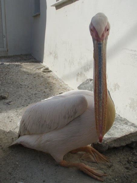 European Pelican Hanging Out By A Greek Restaurant For Spare Fish