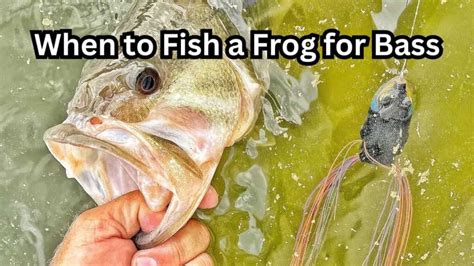 When To Fish Frogs For Bass Barb Catch Fishing