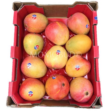 R2e2 Mango Large — Momobud