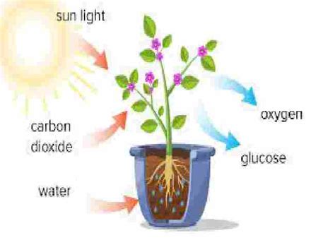 Photosynthesis Class 10 Srijan Publications Solutions For ICSE Biology