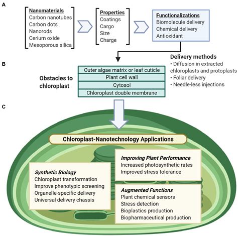 Frontiers Nanotechnology Approaches For Chloroplast Biotechnology Advancements