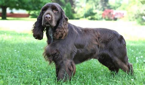 Field Spaniel Kedi Cinsi Özellikleri Petipanya