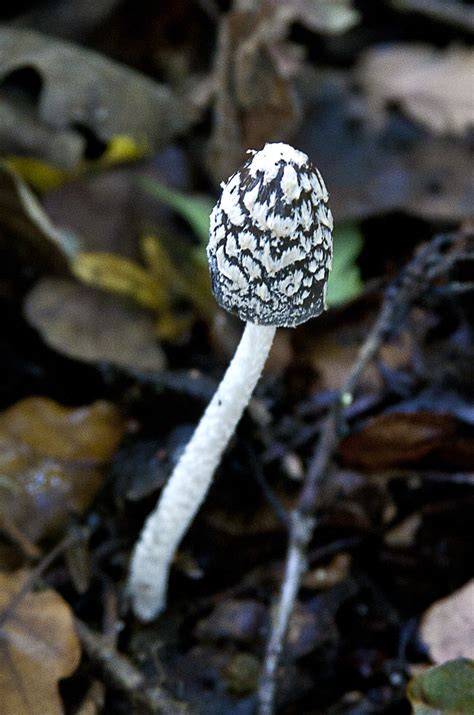 Black Fungus Some Common British Fungi Spotted On A Woodla Flickr