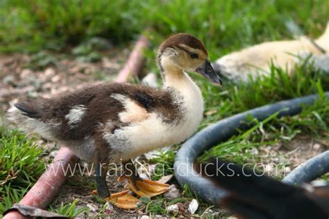 10 Effective Ways To Sex Your Muscovy Duck With Pictures Raising Ducks