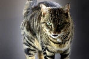 What Does Cat Trilling Mean? - Senior Cat Wellness