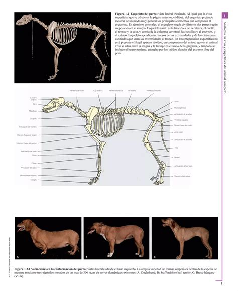 Atlas En Color De Anatomia Veterinaria El Perro Y Del Gato