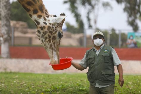 Persona que cuida animales en el zoologico Incluye VÍDEO