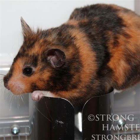 Albums 94 Pictures Pictures Of Long Haired Hamsters Superb