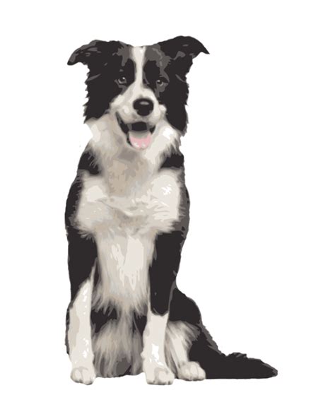 Border Collie Rough Collie Bearded Collie Dog Breed Golden Retriever