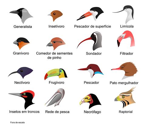 me ajudem e pra amanhã 3 O bico de uma ave como nos casos apresentados